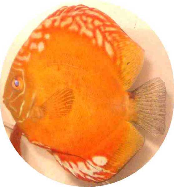 Golden Dragon Discus Fish 2 inch Golden Dragon Discus Fish 2 inch